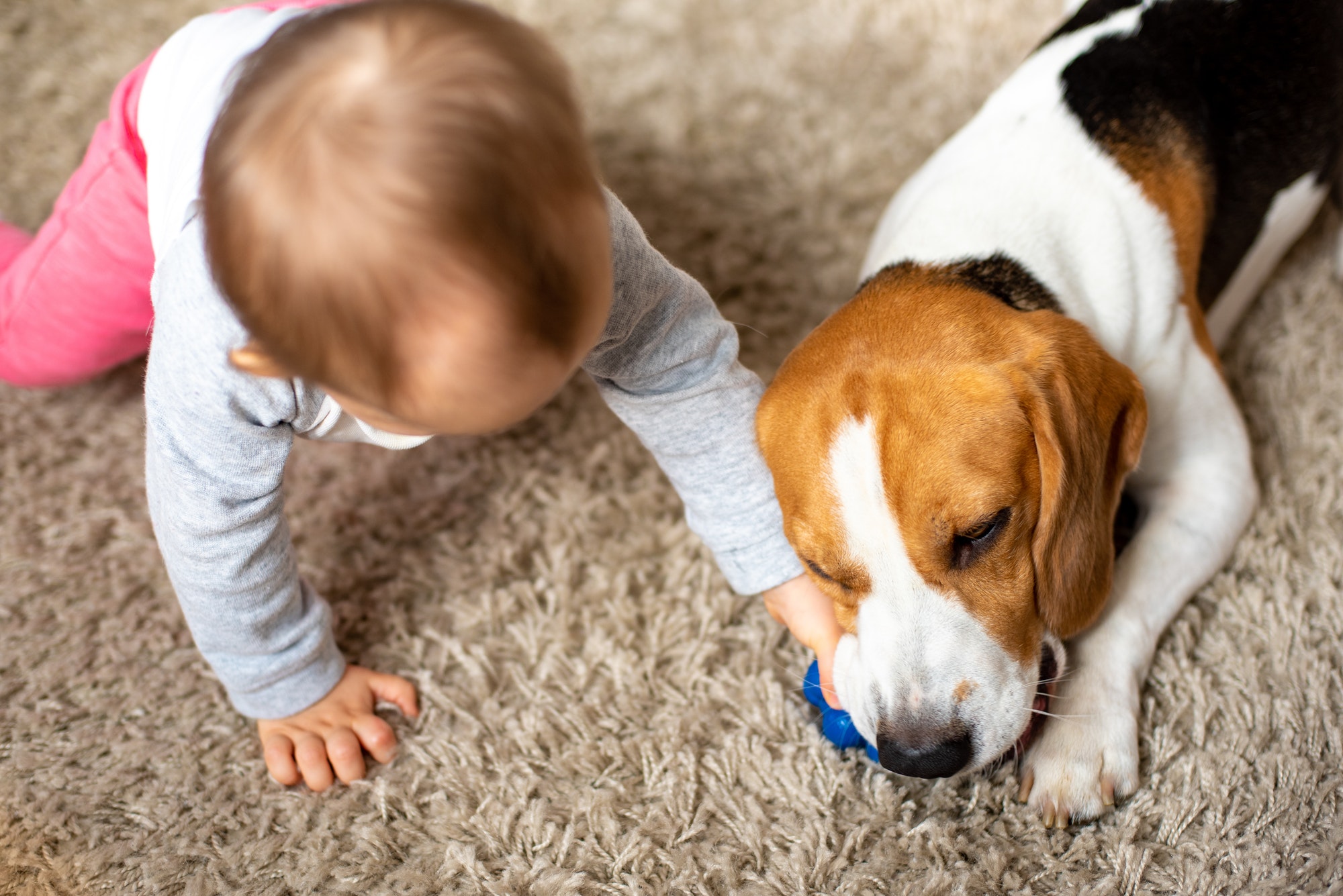 Dog with a cute caucasian baby girl on carpet in living room. Dog biting a toy baby playing with